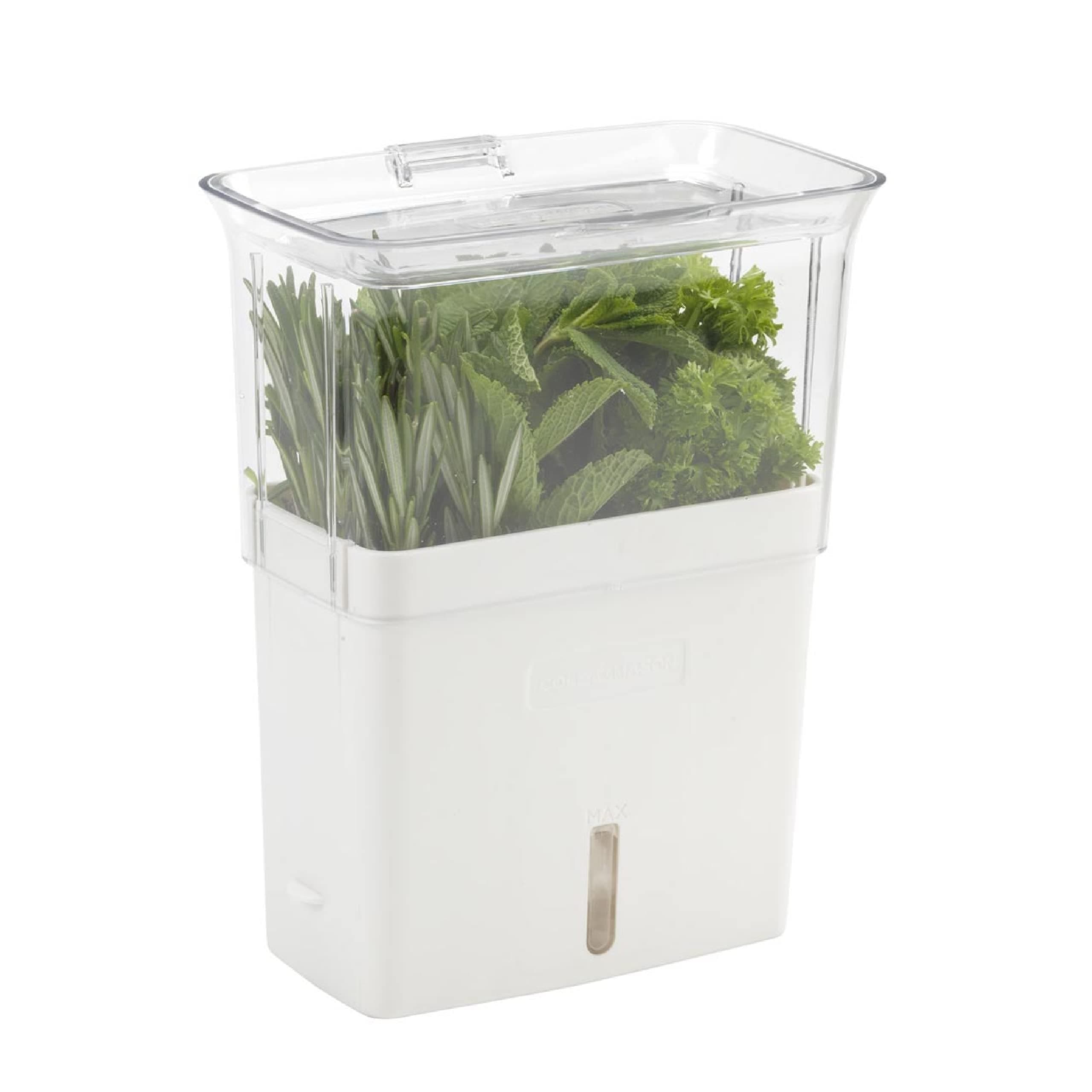 Container 1 EA transparent BBB-1045951961