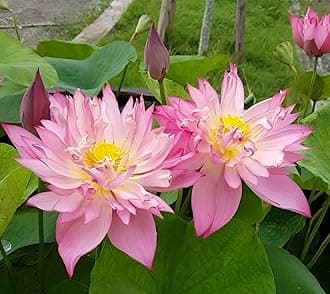 All Time Beautiful Orginal Veraity Twin Colour Lotus (Tuber/Root) Flower Water Lily Plant Tree|| For Home Garden Outdoor & Indoor Plant Guaranted Blooming 30 day's.