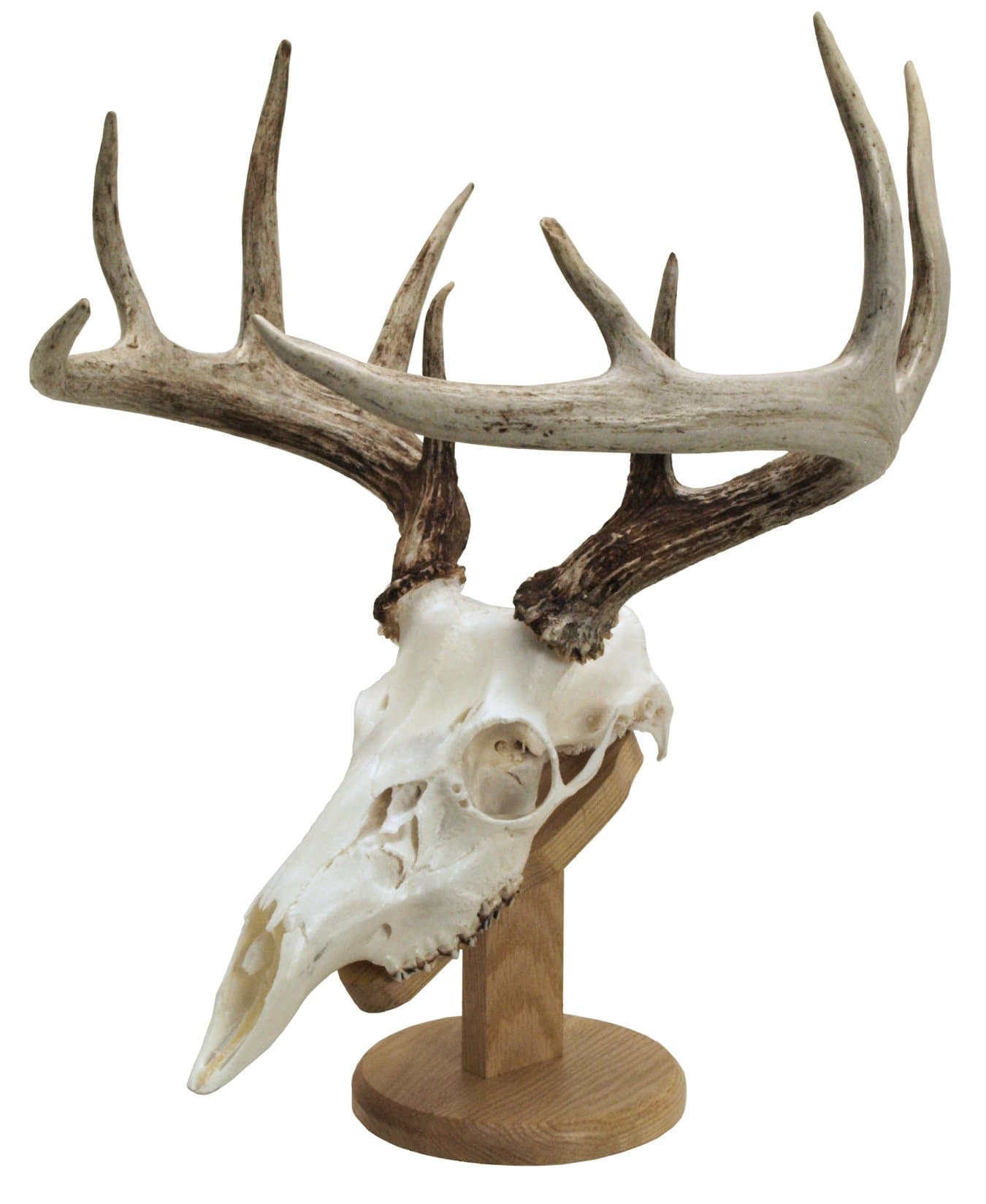 Walnut HollowCountry Solid Wood Skull Display & Mount Kit for Wall or Table Display in Oak