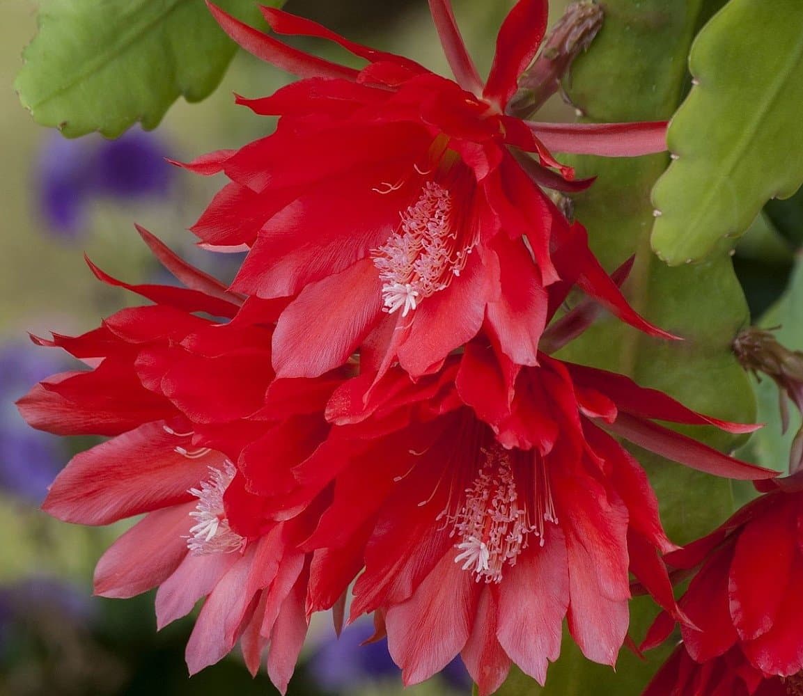 Red Orchid Cactus 4" Pot - Epiphyllum - Exotic