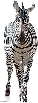 SC1439 Adult Zebra Lifesize Cardboard Cutout 162cm – Safari & Jungle Theme Party Decoration for Animal Lovers