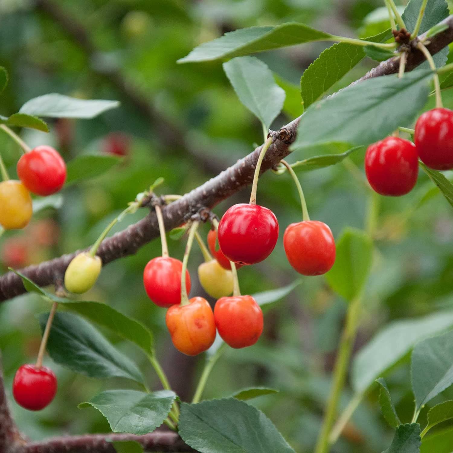 30 Pcs Cherry Seeds for Planting