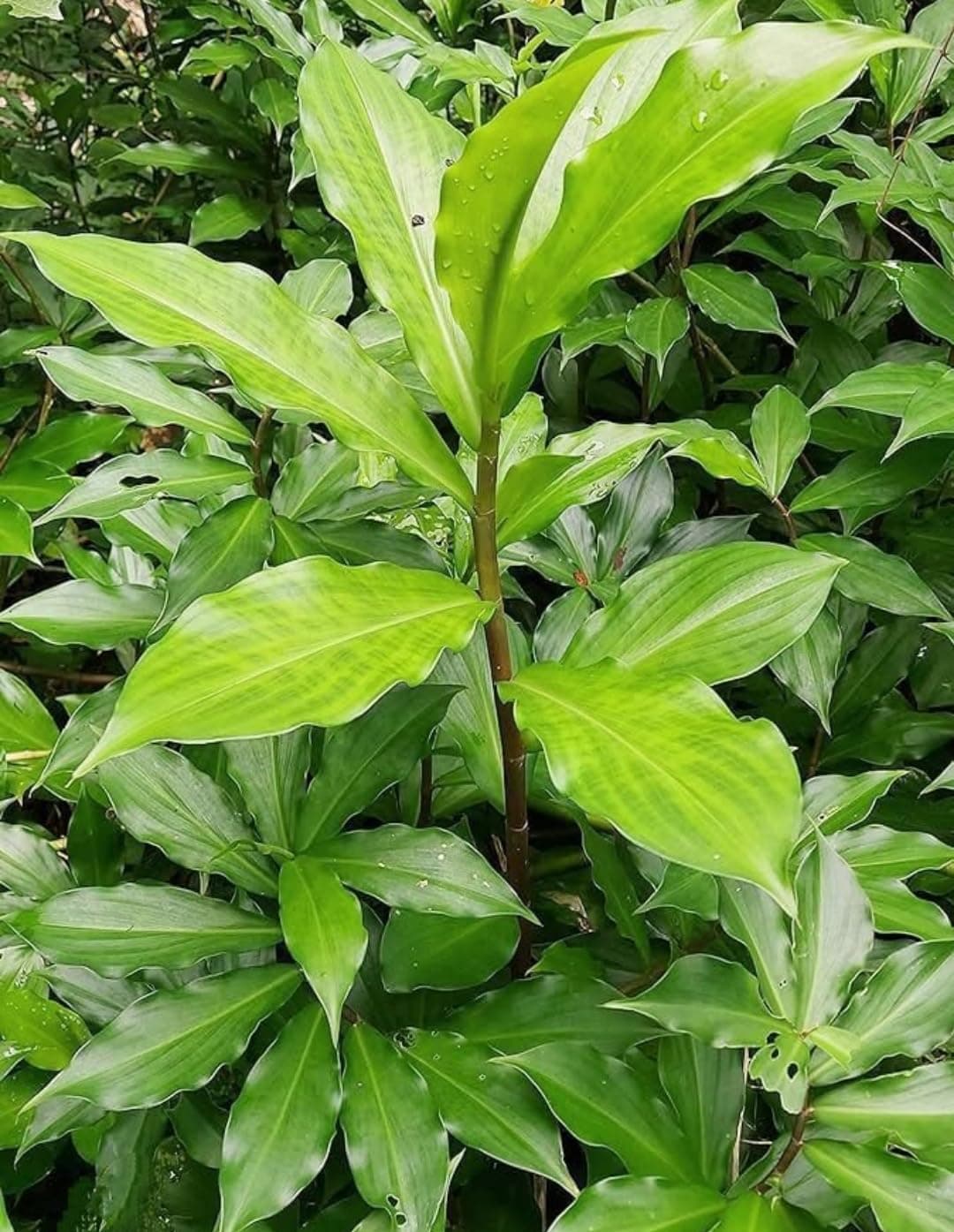 Costus Igneus Insulin Live Medicinal Plant