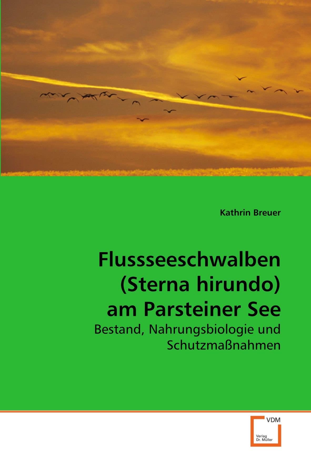 Flussseeschwalben (Sterna hirundo) am Parsteiner See