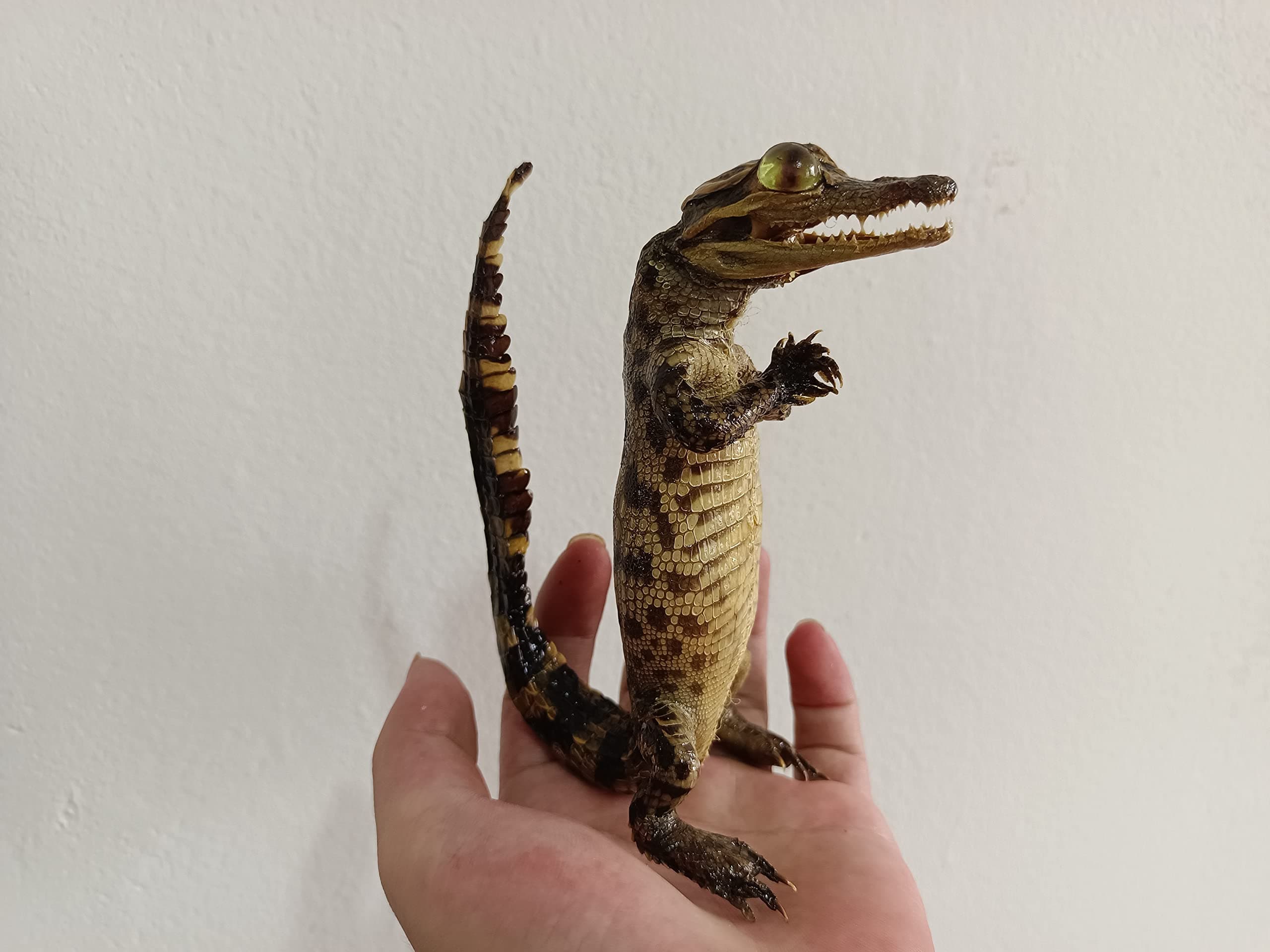 Sponsored Ad - HOT 1/2/3/5/10 pcs Real Animal Skull Specimen Taxidermy Cleaned Skull Collection Fox, cat, Mink, Crocodile, Dog, Raccoon, Snake, Rabbit, Goat ，Muskrat，Nutria，Fox's paw (1pcs,Crocodile B)