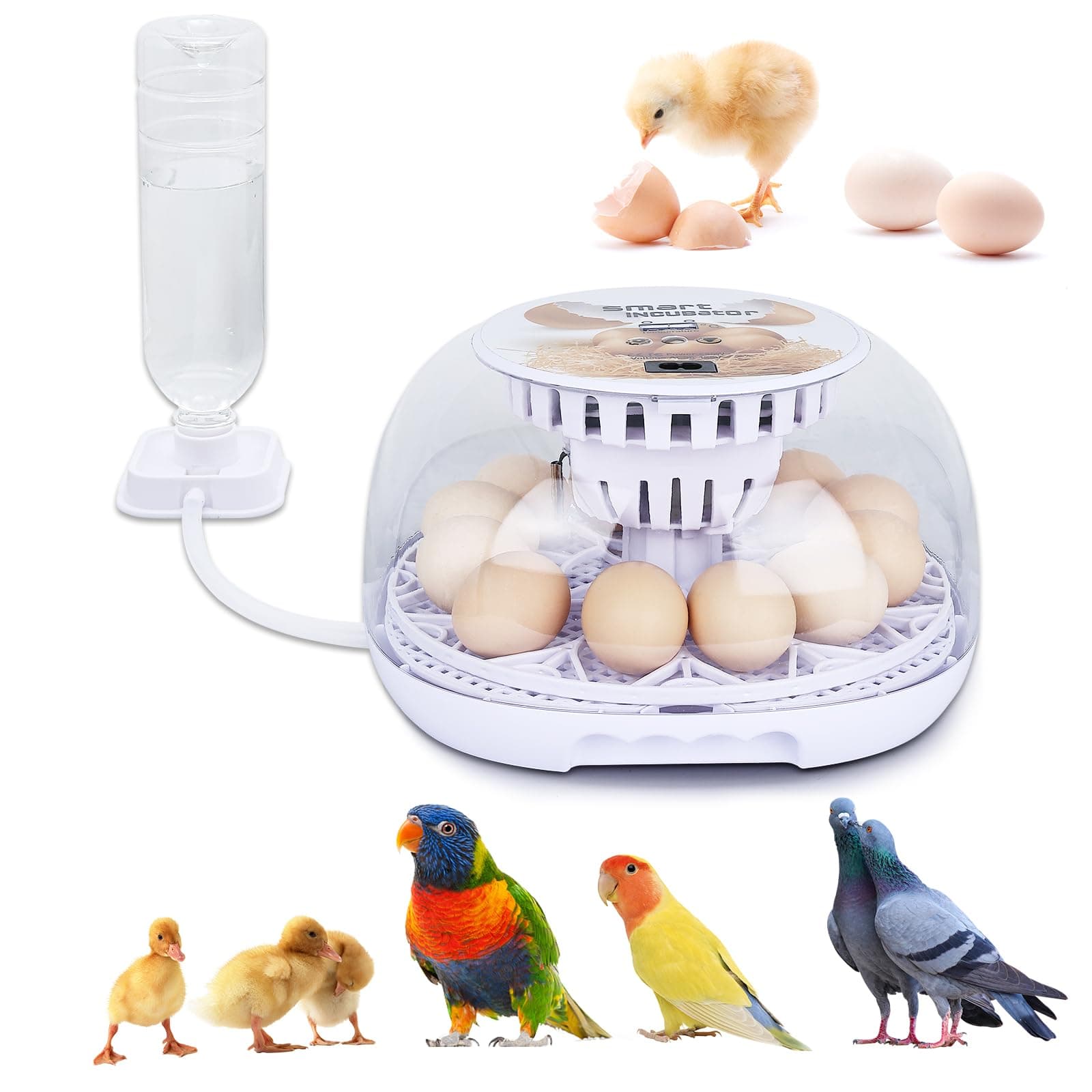 NORJIN Egg Incubator, 12 Eggs Incubator for Hatching Eggs, Digital Incubator Chicken Egg Incubator with Automatic Egg Turning and Water Adding for Hatching Chickens Birds Ducks
