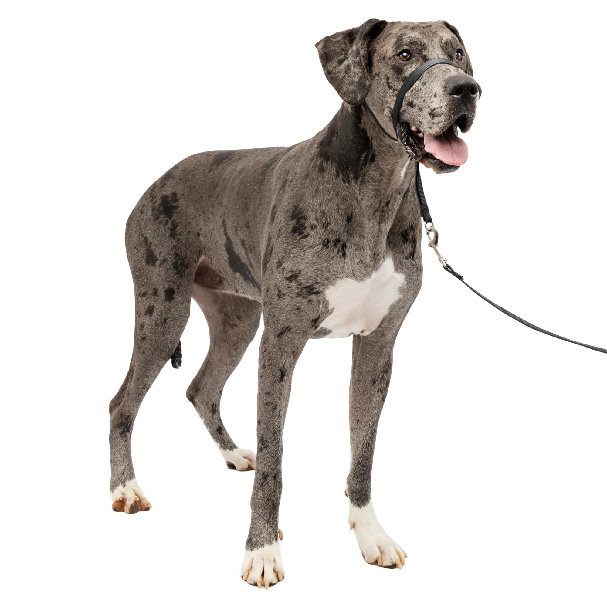 Gentle Leader Headcollar No-Pull Dog Collar - Helps Improve Walks - Durable Nylon Construction - Padded Nose Loop - Adjustable Fit - Comfort Walking Halter - X-Large, Black