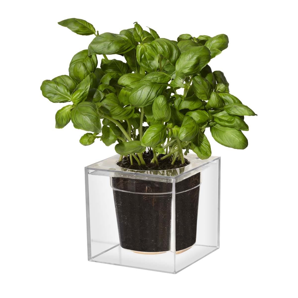 Cube Clear Planter with Water Reservoir, Large - Clear