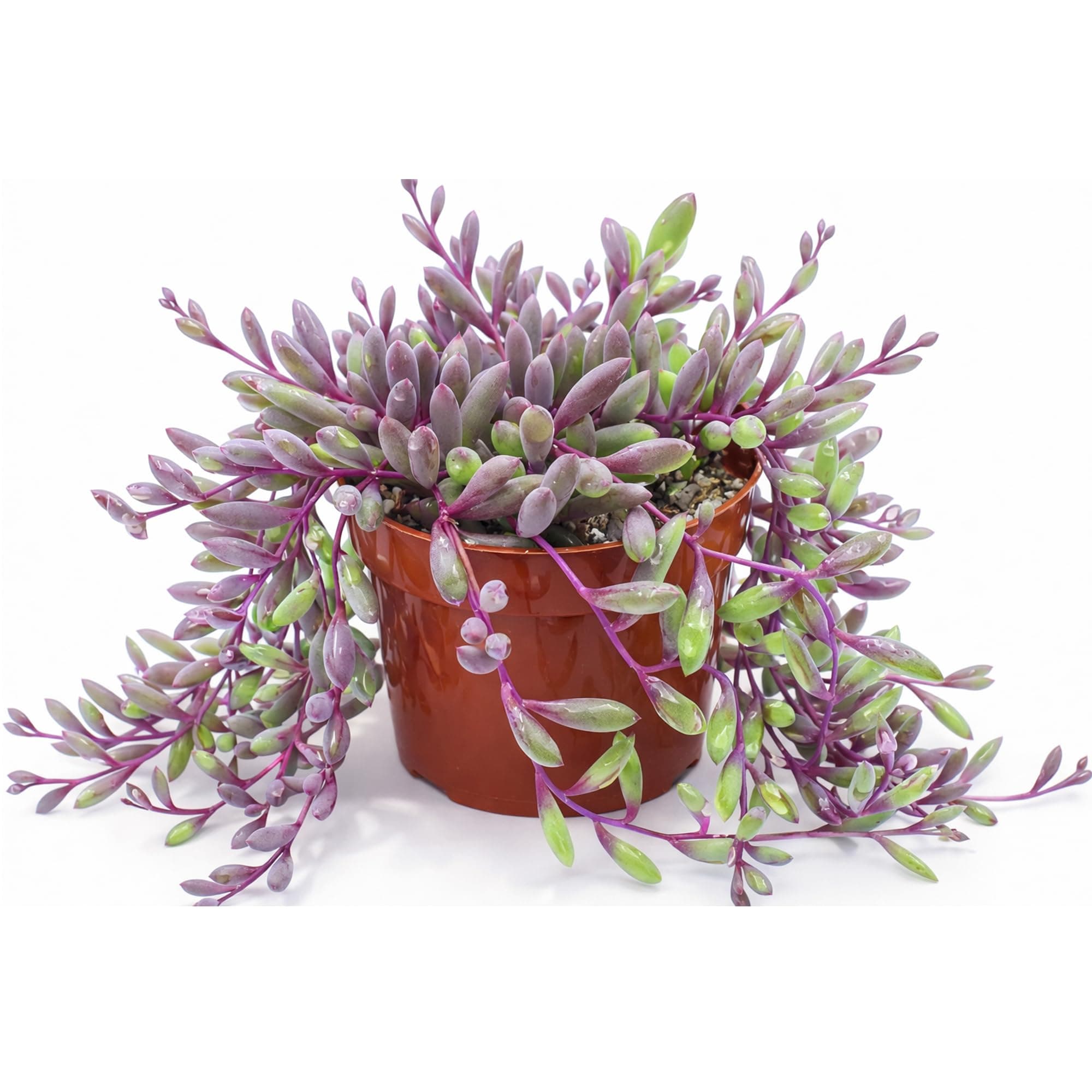 Othonna Capensis Ruby Necklace Live Succulent Plant (4-inch), Fully Rooted Trailing Houseplant for Hanging Baskets, Low Maintenance Home & Office Decor, Ideal Gift for Plant Lovers