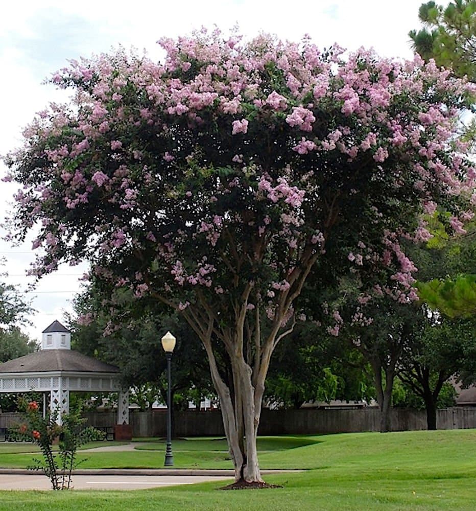 Large BASHAM'S Party Pink Crape Myrtle, 2-4ft Tall When Shipped, Fastest Growing Crape Myrtle, Matures 30ft, 1 Tree, Delicate Light Pink (Shipped Well Rooted in Pots with Soil)