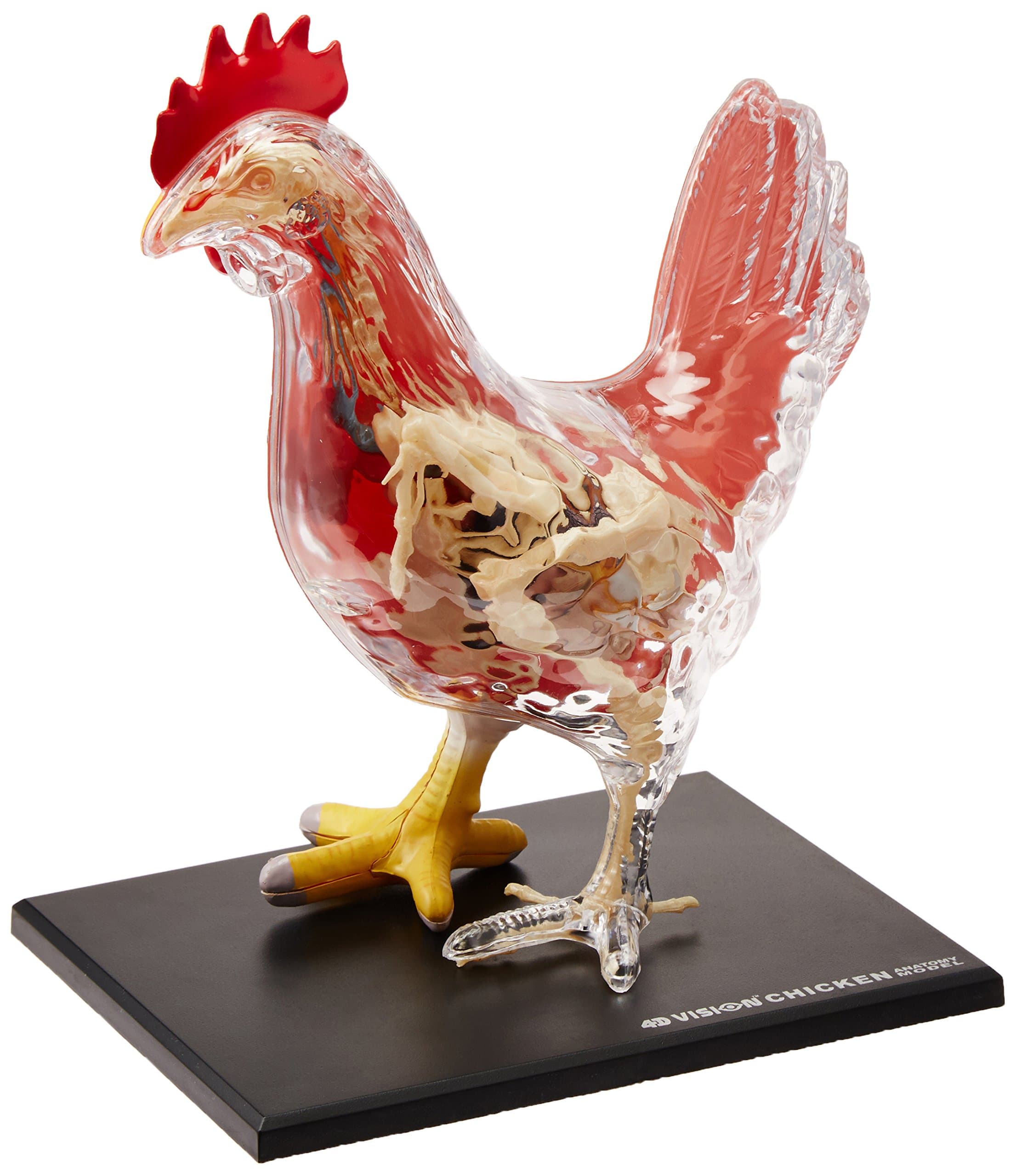 Vision Chicken Skeleton & Anatomy Model Kit, One Color