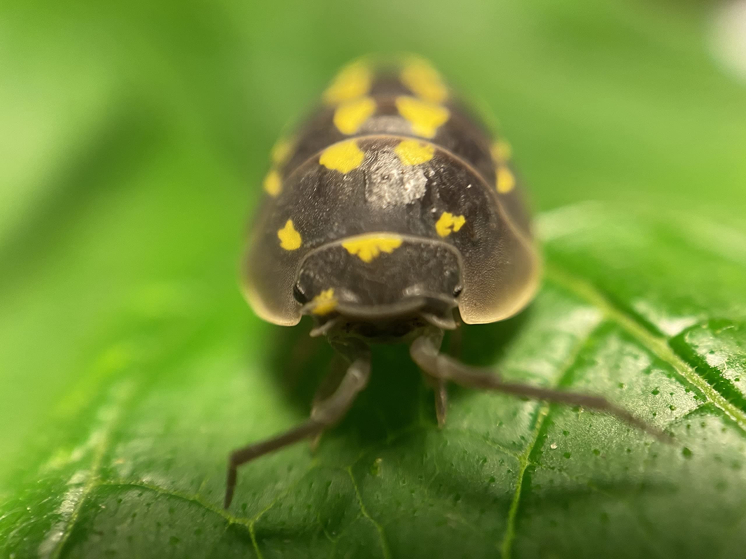 Pocket Pets Live Yellow Poke-A-Dot Bugkini Roly Polys! 5 Yellow Poke-A-Dot Bugkini Rolie Polie Isopods Order only if Your Next 5 Day Forecast temperatures are Between 20 and 95 Degrees.