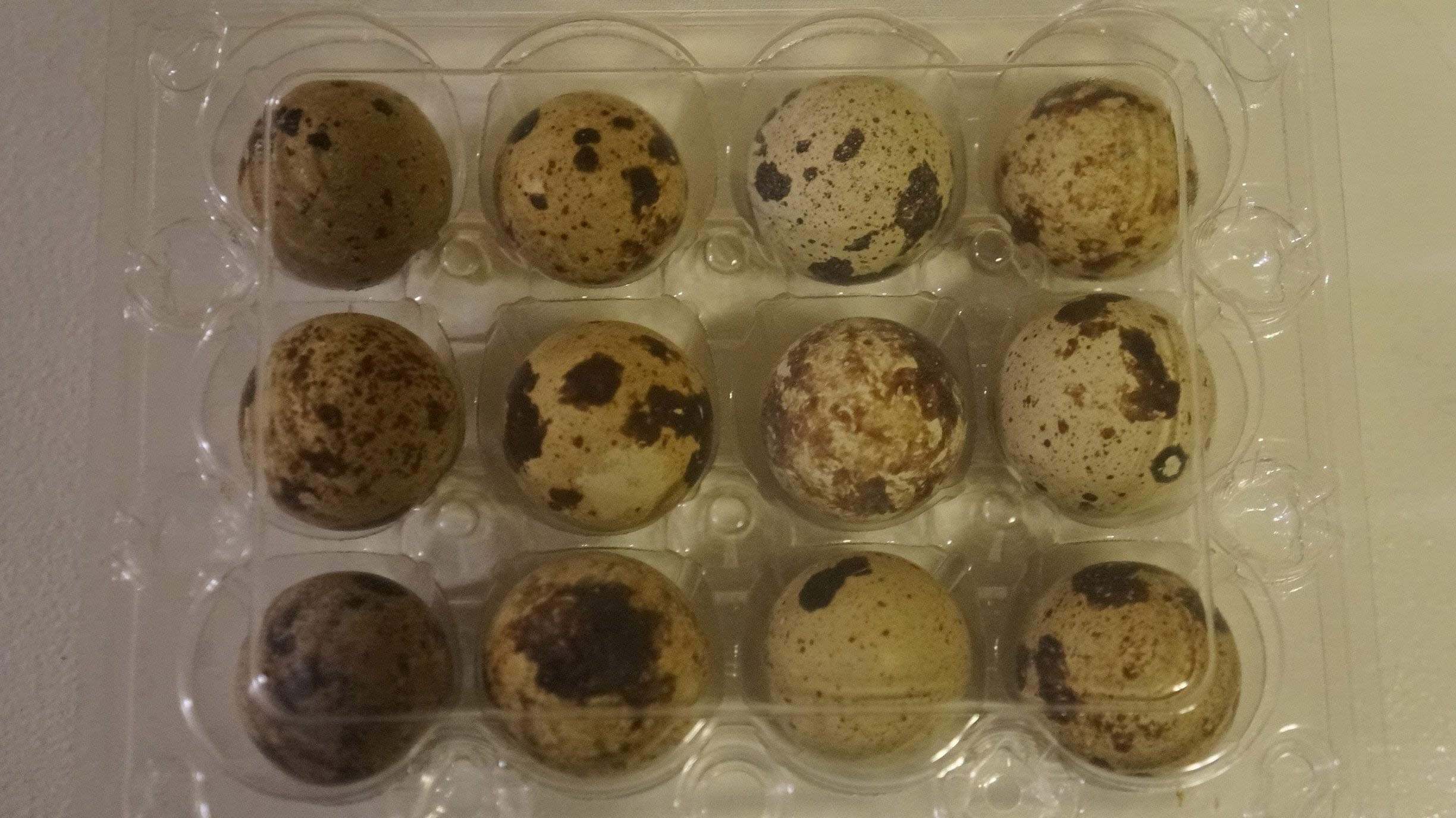 12 Large Fertile Hatching Coturnix Quail Eggs
