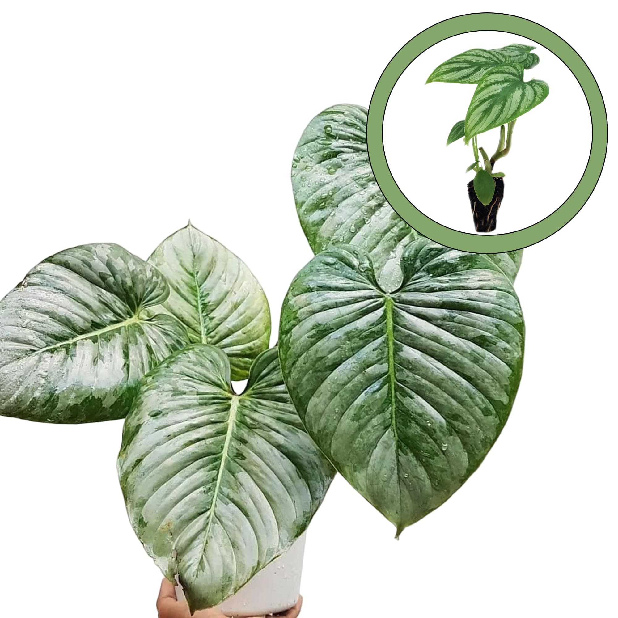 Philodendron Mamei Silver Cloud Starter Plant