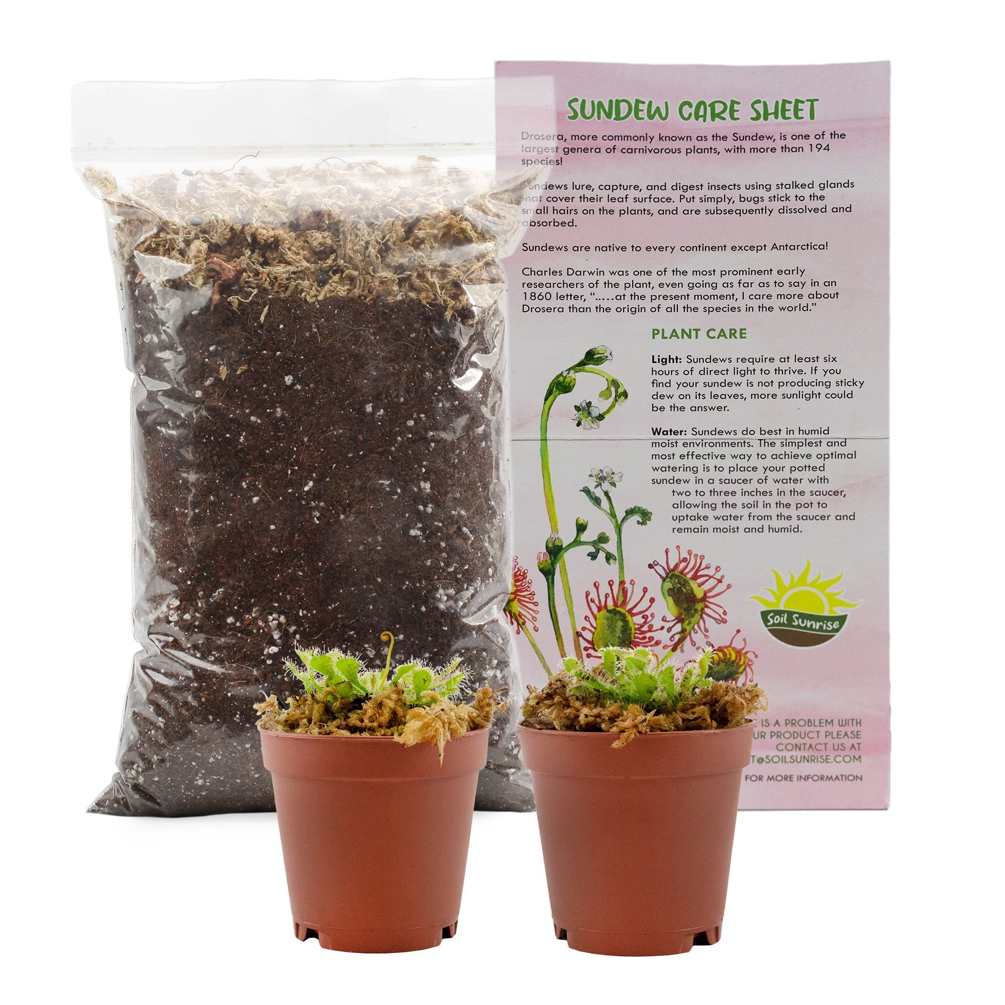 Live Sundew Plants Starter Set (2-Pack w/Pots and Potting Mix), Drosera Potted Plants Set for Container Gardening