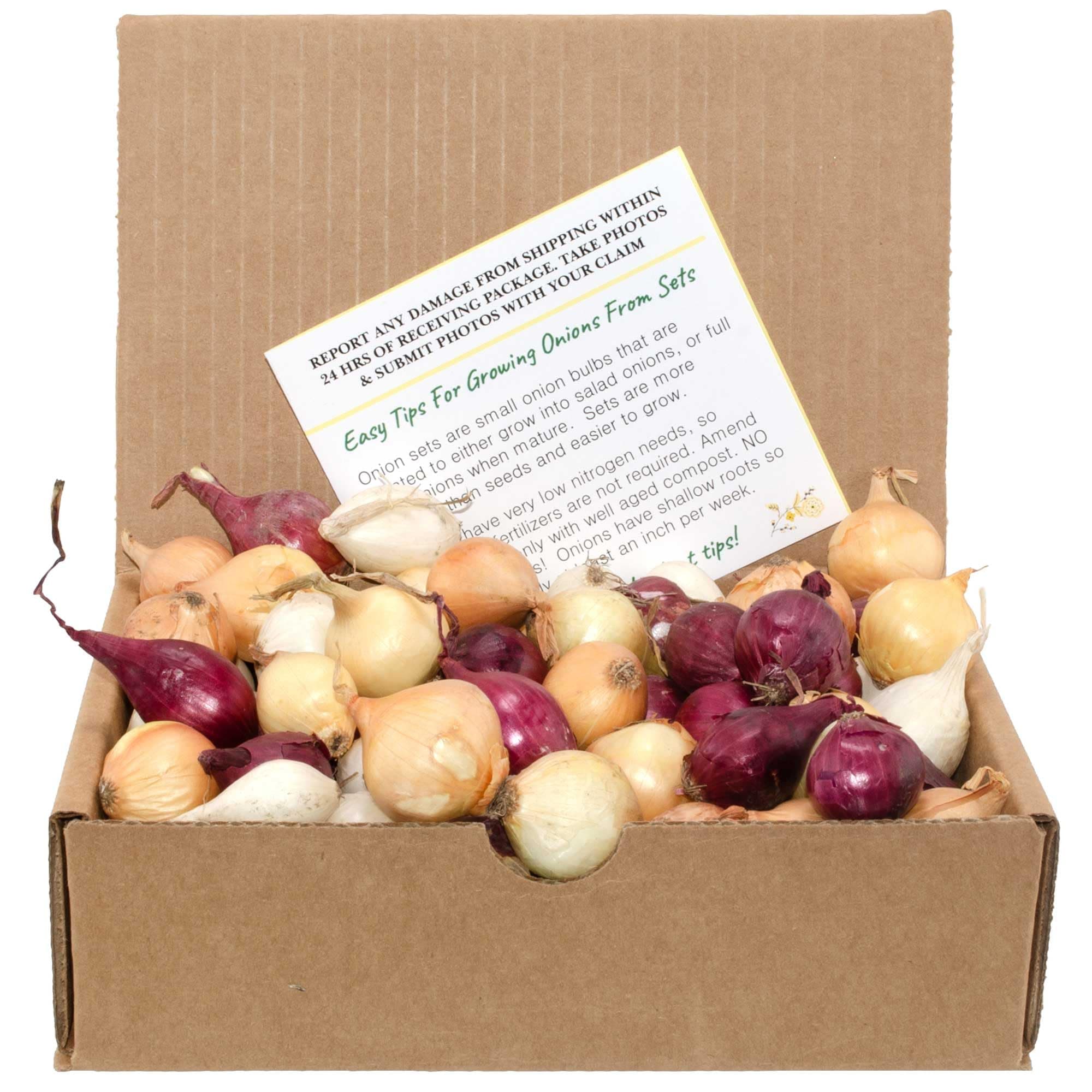 Mixed Red, White, and Yellow Onion Sets 1 Pound Non-GMO Bulbs for Planting - Onion Assortment