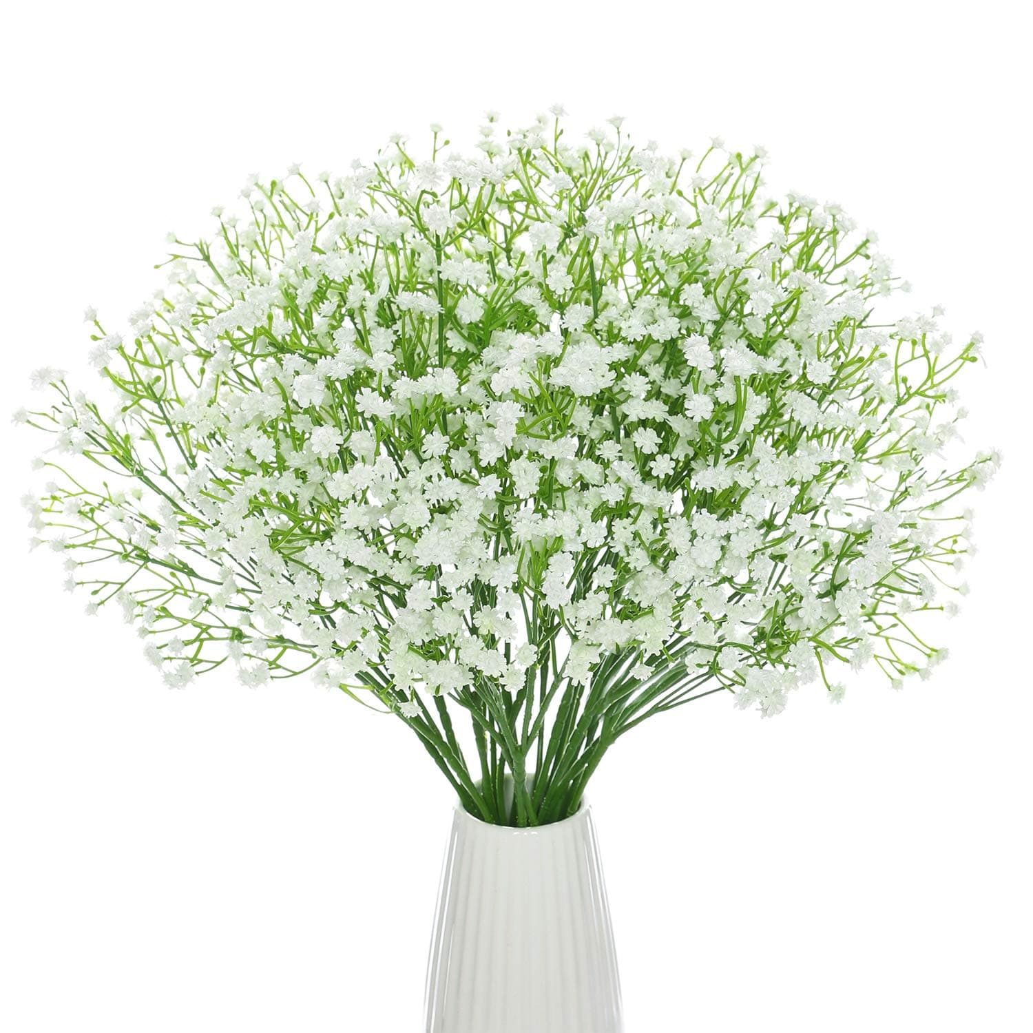 Gypsophila
