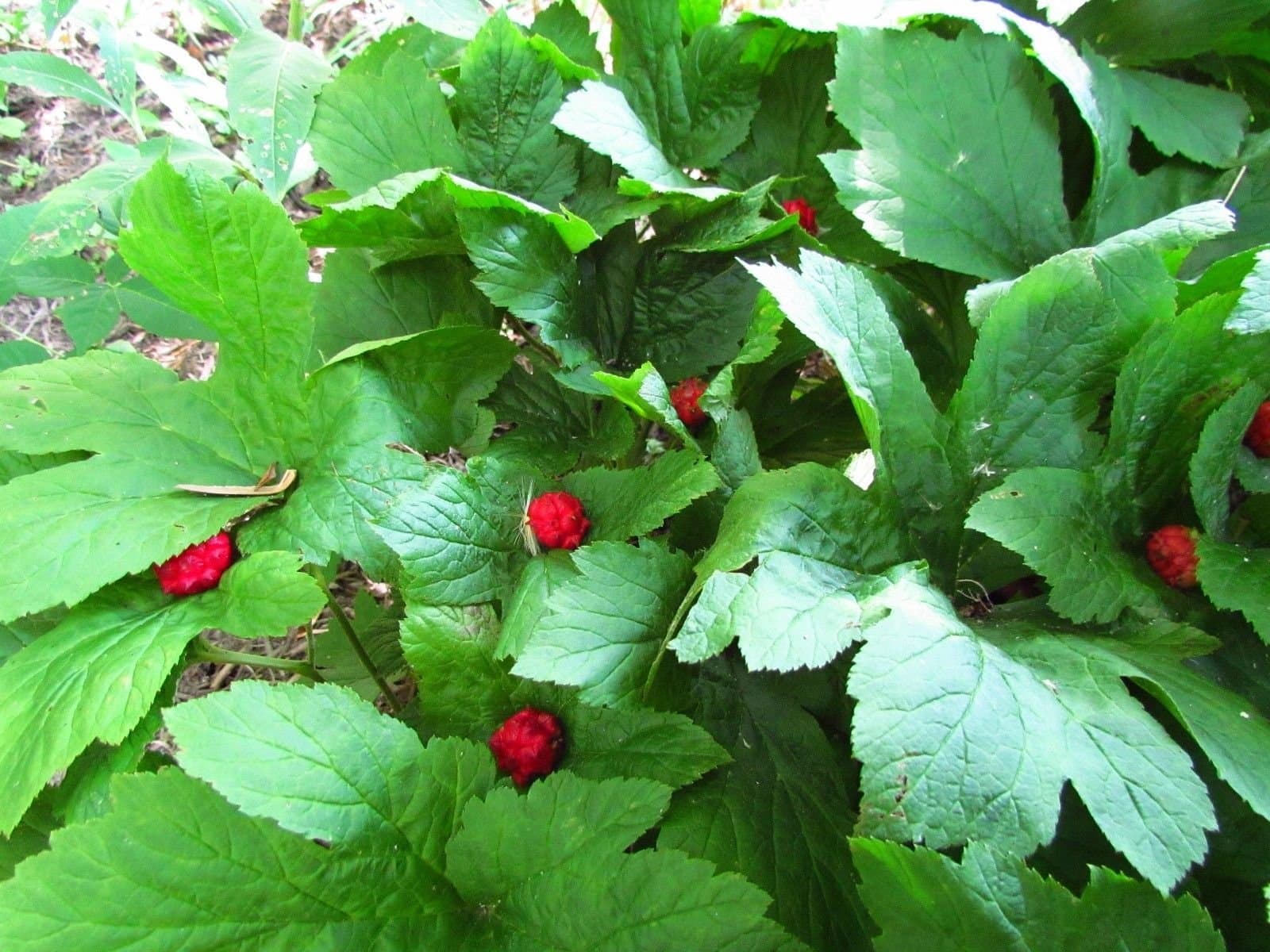 5 Goldenseal