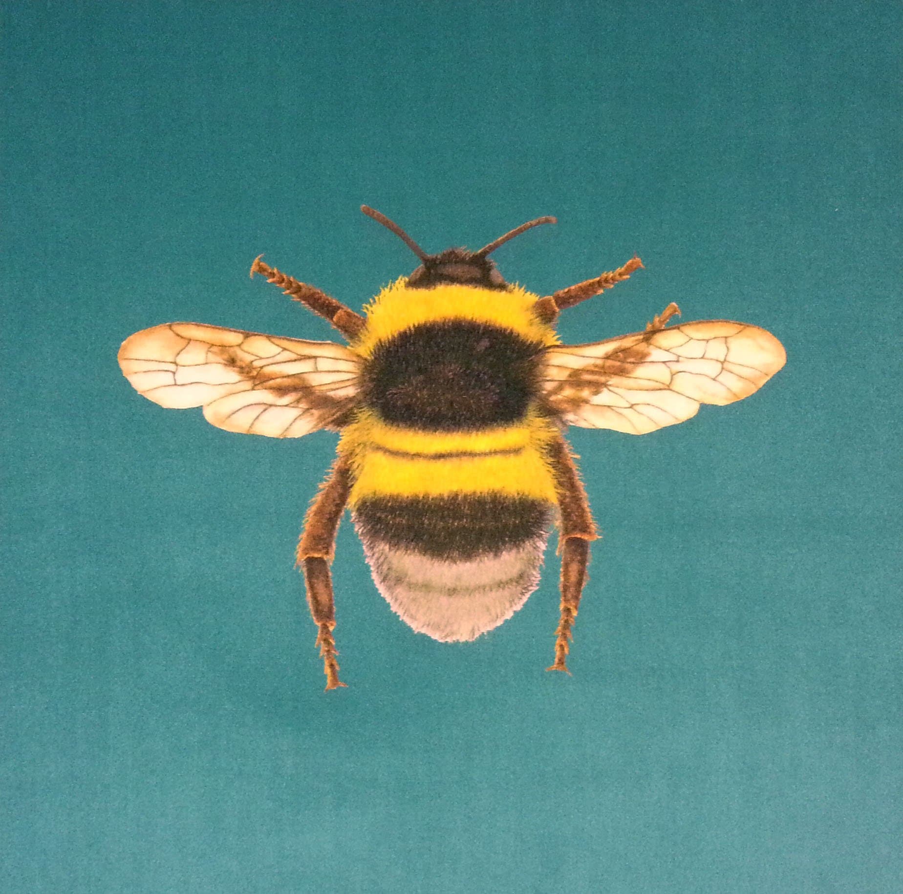 Textile Express Velvet Bumblebee Cushion Panel (Turquoise)