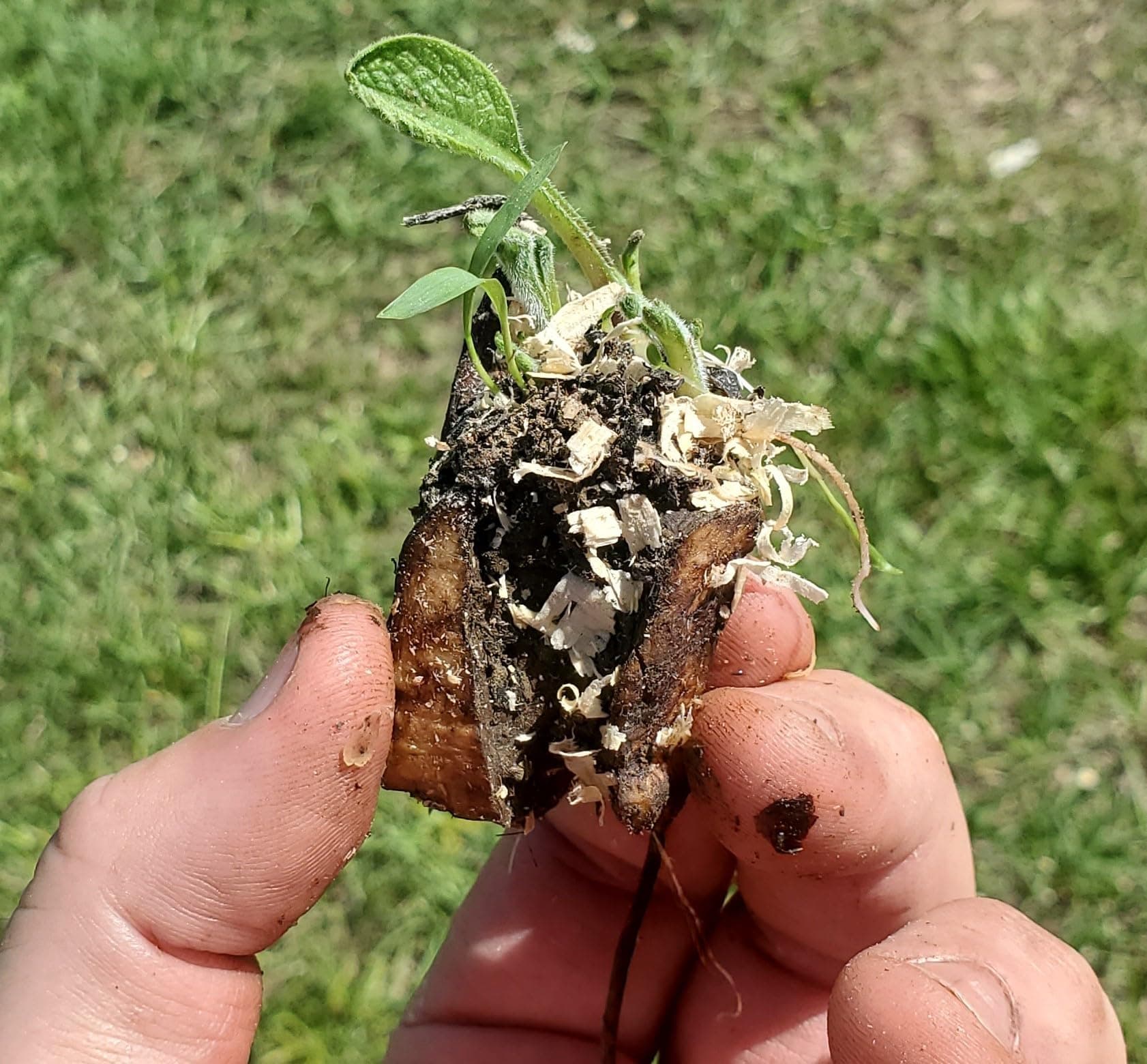 One Piece Crown Cutting - Comfrey- 1 pc | by Marsh Creek Farmstead