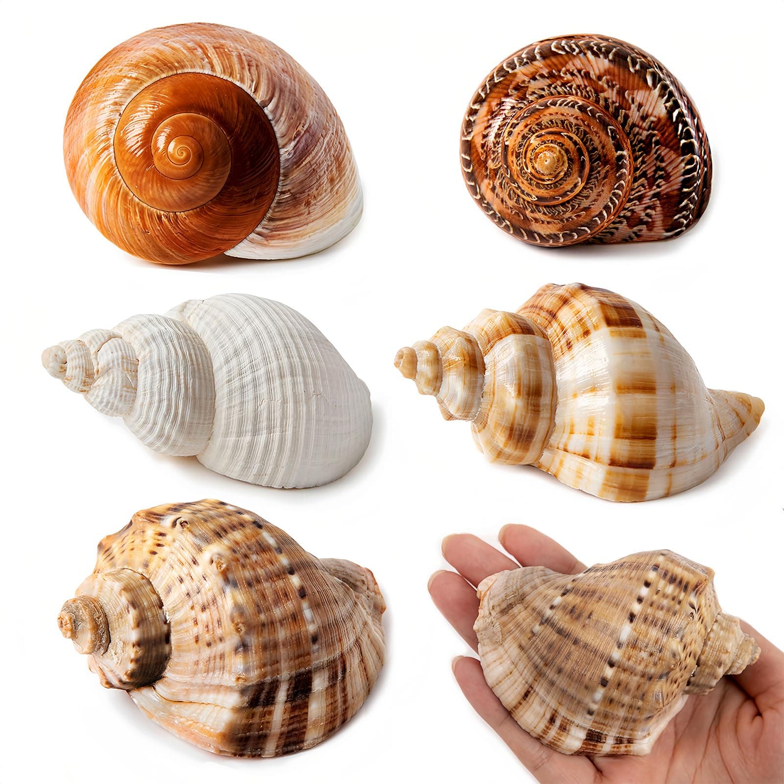 5PCS Large Hermit Crab Shells | Natural Sea Conch Size 2.8" - 3.9", Opening Size 1.5" - 2.5" | Turbo Seashells for Hermit Crab Supplies and Beach Decoration Large Sea Shell