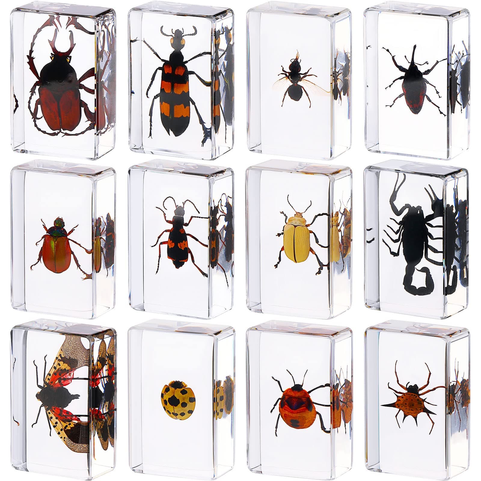 Macarrie 12 Pcs Bug Collection Kit for Kids Insect Specimens Real Specimens of Butterflies Beetles for Kids Classroom Science Education Animal Collection, Bug Preserved, Biology(Ladybug)