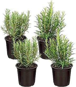 Live Aromatic and Edible Herb - Rosemary (4 Per Pack), Naturally Improves Breathing and Air Quality, 8" Tall by 3" Wide