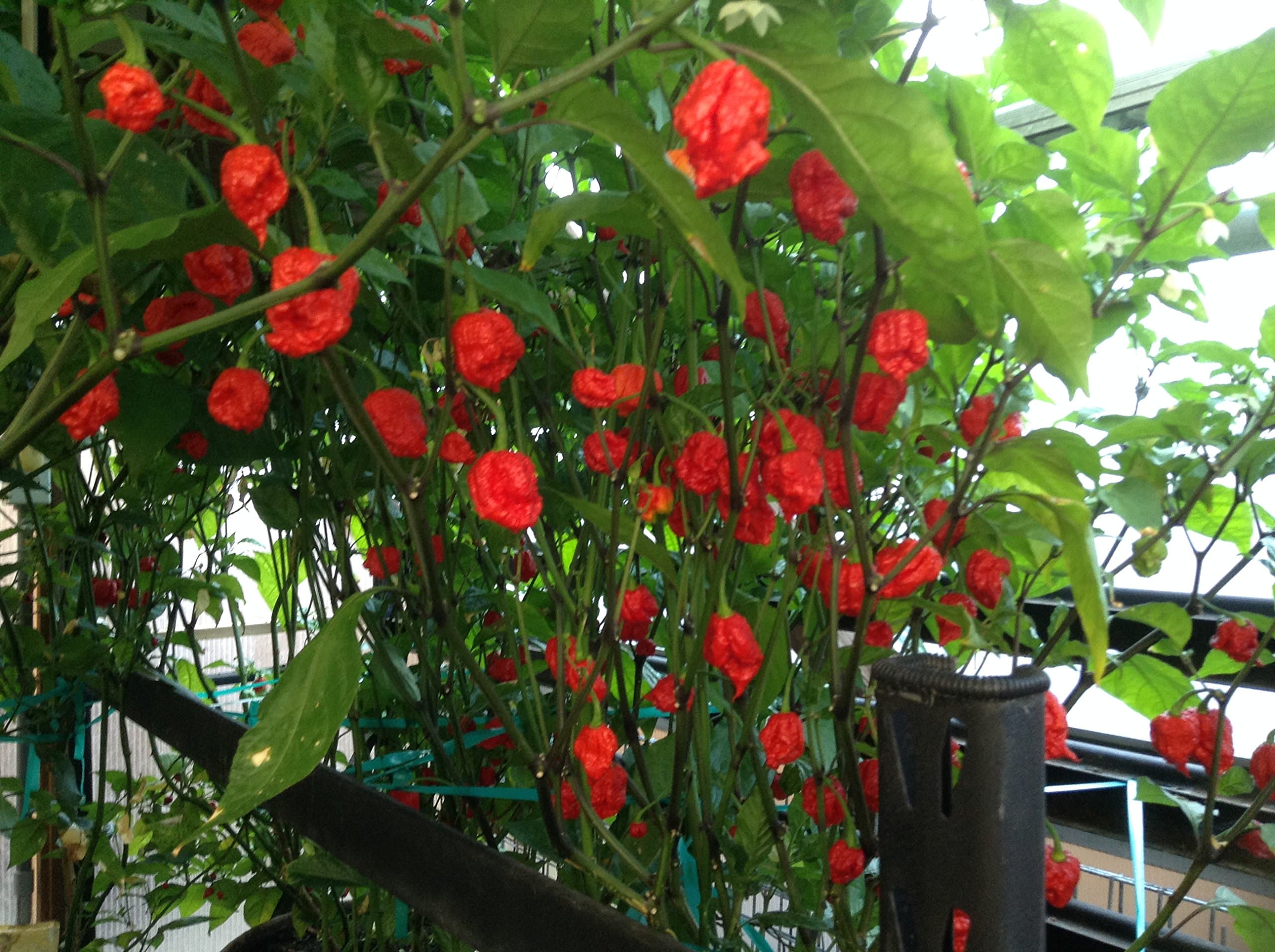 3Qty Red Caroliina Reapers