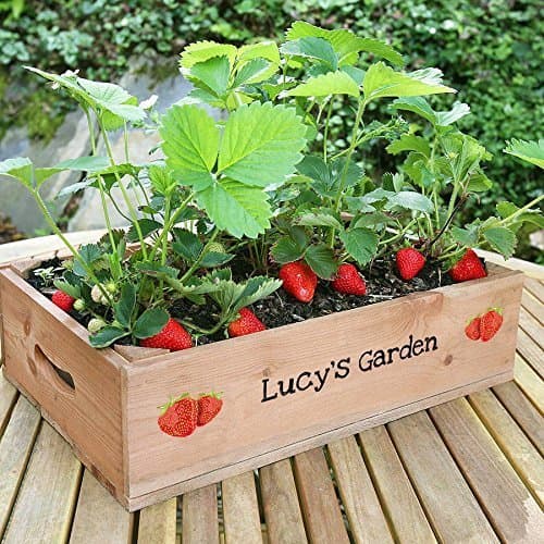 Strawberry Seeds Planting Half Crate