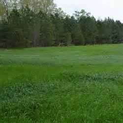 Orchard Grass Seed (Crown Royale) - 10 Pound - Wizard Seed LLC