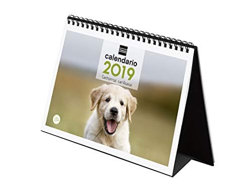 Finocam 780322819 Desktop Calendar 2019