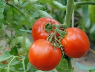 55+ Organic Celebrity Tomato Seeds