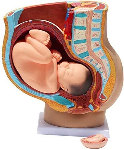 ISKO® Study Model Human Female Pelvis Section Pregnancy Anatomical Model Anatomy Model Pregnancy Pelvis Female Pelvis Model Fetus