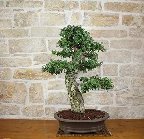 Cork Oak Bonsai Tree (26)