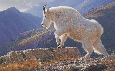 The Collection Shop Daniel Smith Alpine Aura Canvas