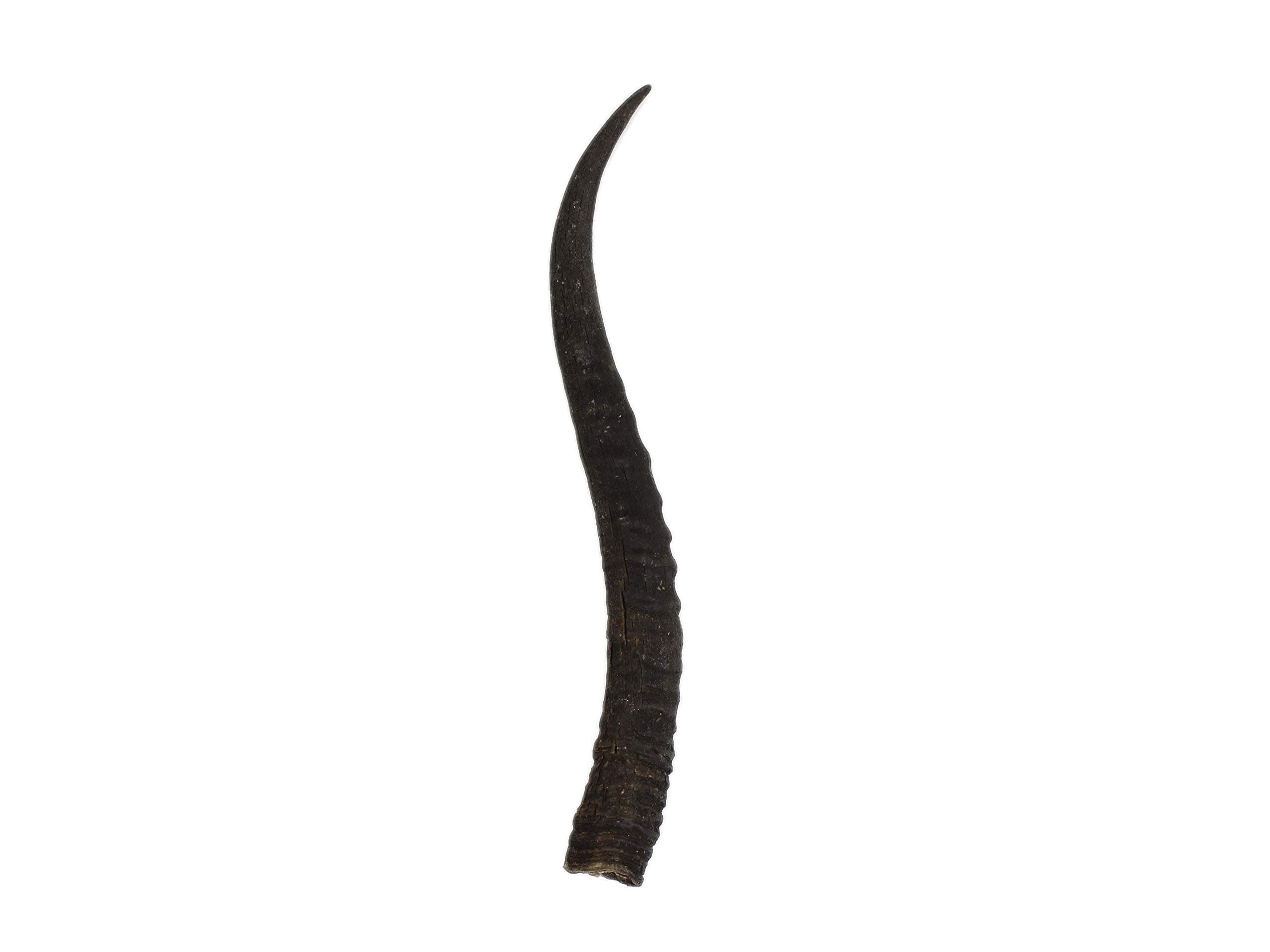 Real Springbok Horn : Medium (~6" to 9") K23
