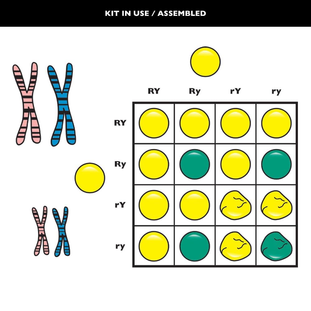 Speak Easies Genetics Board Kit