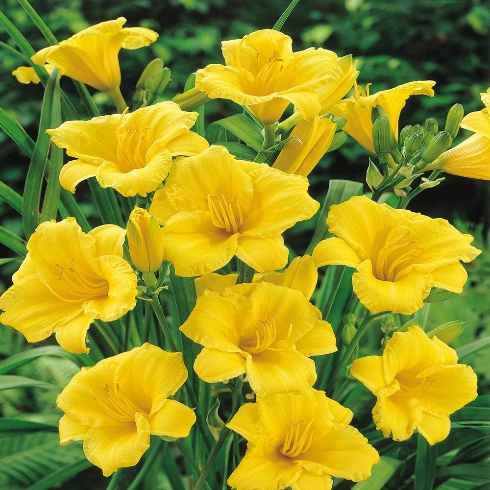 Hemerocallis Daylily Daily Bread - 4 Plants