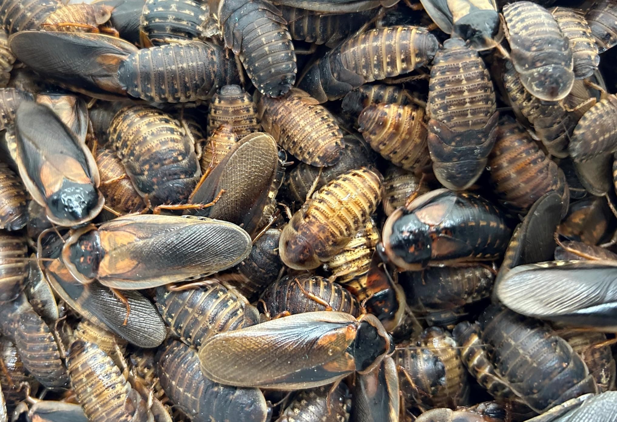 40 x Live Feeder Cockroach Blaptica Dubia Large size range 24-35mm Roach